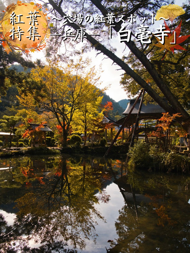 【旅行前に見て】観光攻略付‼️藤の花だけじゃない!💜🍁✨古刹を彩る美しい紅葉の庭園を楽しむ静寂の旅へ🙏 【旅行前に見て】観光攻略付‼️藤の花だけじゃない!💜🍁✨古刹を彩る美しい紅葉の庭園を楽しむ静寂の旅へ🙏