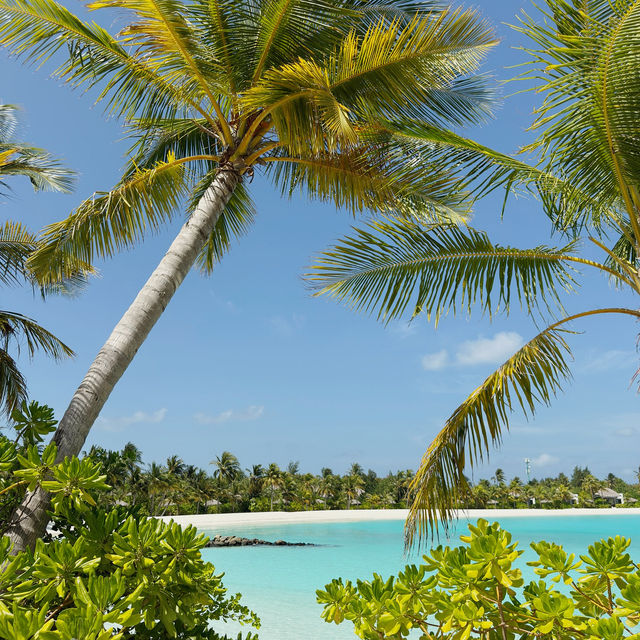 Ocean Grace, Island Pulse