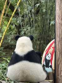 熊貓明星💕妹豬打卡必去🐼  樹熊🐨 近距離接觸長頸鹿🦒