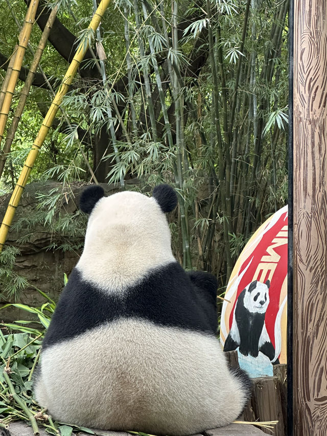 熊貓明星💕妹豬打卡必去🐼  樹熊🐨 近距離接觸長頸鹿🦒 熊貓明星💕妹豬打卡必去🐼  樹熊🐨 近距離接觸長頸鹿🦒