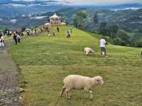 🌿 Akha Farmville ดอยช้าง —ฟีลเหมือนอยู่ฟาร์มยุโรป