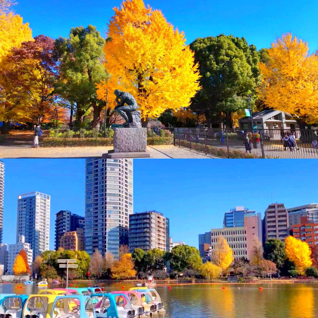 #falladventures

Tokyo's Ueno Onshi Park in autumn is like a watercolor painting with suitable shades. The maple leaves gradually turn red, dotted in the green forest, dancing gently in the wind, and reflected on the blue waves of Shinobazu Pond. The interweaving of light and shadow is beautiful. The surface of the lake is like a mirror, and the red leaves on both sides of the trail around the lake are like flames. Walking along it feels like walking into a poetic realm. Although the Shibazu Pond is small, it contains infinite charm. Although the lotus flowers beside the pond have lost their midsummer charm, the autumn mood adds tranquility and depth. The most anticipated thing is the leisure time of boating on the lake. Rent a small boat, pedal gently, and shuttle through the center of the lake. Looking up, you will see the sky covered with red leaves, surrounded by the quiet lake and mountains. Occasionally, you can overlook the five-story pagoda in the distance. History and nature blend here. Occasionally, a flock of ducks skims across the water, breaking the reflection and quickly returning to calm. Ueno Park is not only a place for viewing maple leaves, but also a place where the soul settles. The autumn sun is shining slantingly, the breeze is blowing on your face, sit on a bench by the lake, hold a cup of hot tea, and feel the slow flow of time. This tranquility and poetry are the most touching gifts of autumn in Tokyo.