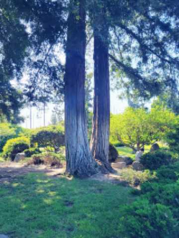 The Soloist's Urban Oasis: Japanese Friendship Garden of San Jose