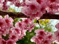 櫻花竹林秘境．石壁山壯麗之旅