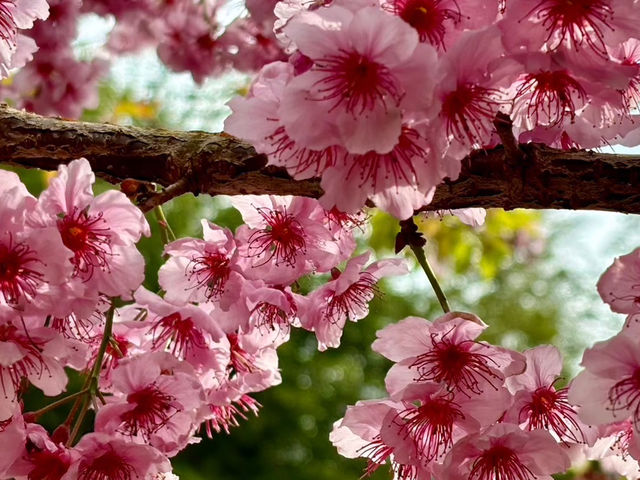 櫻花竹林秘境．石壁山壯麗之旅