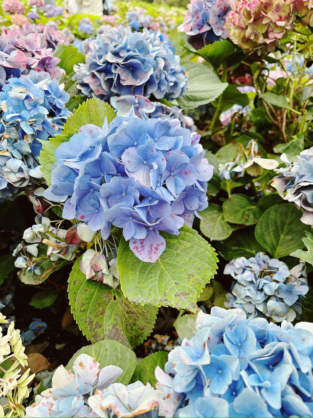 一起來野餐嗎?台北人口中的安森就是這裡! 一起來野餐嗎?台北人口中的安森就是這裡!