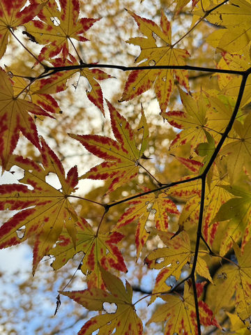 บรรยากาศใบไม้เปลี่ยนสีที่นารา เกียวโต และโอซาก้า