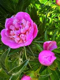 🌿 Reader Rock Garden – Calgary’s Historic Hillside Oasis