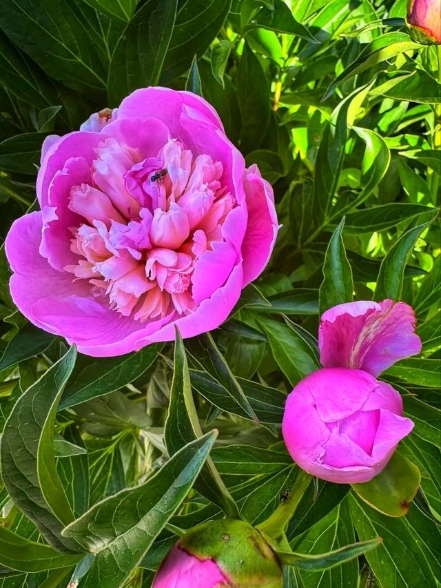 🌿 Reader Rock Garden – Calgary’s Historic Hillside Oasis
