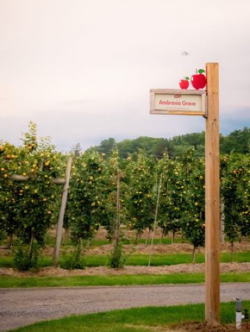 King's Country Apple Orchard Farm Inc is highly recommended for those looking for a great place to relax from the hustle and bustle and for a parent-child weekend! In addition to experiencing the fun of apple picking, you can also get up close and personal with small animals and feel the natural ecology of the farm. It is perfect for families or want to enjoy a leisurely day with friends.

Country Apple Orchard Farm Inc Fun highlights include:

1. Personal apple picking experience
Every year during the ripening season of fresh apples, the farm is open to visitors for hand-picking. Both adults and children can pick the crisp and sweet apples with their own hands and enjoy the fresh gifts of nature. If it’s not apple season, there are still other assorted fruits and fresh vegetables to buy home.

2. Animal Farm Fun
The farm houses a number of animals, including cats, dogs, sheep and various small animals. The family can get close to observe them and let the kids feed, play and enhance the experience of dealing with the animals. Perfect for those who love nature or small animals.

3. Enjoy the natural beauty and take photos
On cloudy and rainy days
