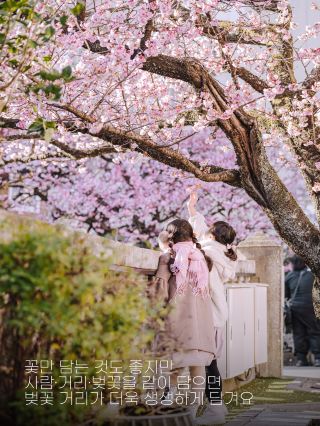 今!! 東京から1時間で行ける熱海の桜
