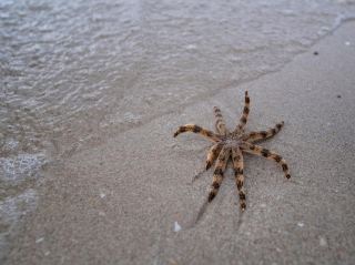 Tung Sang Bay, Chumphon Province
