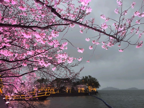 太湖黿頭渚風景区の桜の魔法。 | Trip.com 無錫