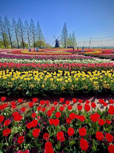40年山吹の株　フラワーパークや庭のアクセントに 無料の花のテーマパーク】あけぼの山農業公園 | Trip.com