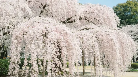 4-5월 한정｜니가타 에치고 벚꽃·설산 비경 출사 코스! 꽃구경부터 온천까지 완벽 정복! — traveler post in 조에쓰 시