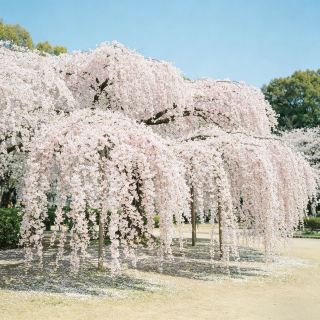 4-5월 한정｜니가타 에치고 벚꽃·설산 비경 여행 코스, 꽃구경과 온천을 한 번에!