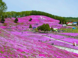 [Hokkaido] A breathtaking sight as the entire hillside is dyed pink! Higashimokoto Shibazakura Park "Shibazakura Festival" 🌸