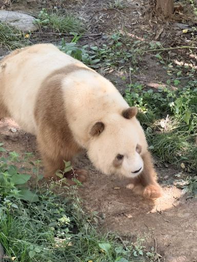 Let's go to Xi'an, China to meet the world's only brown panda