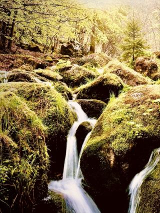 東帝汶艾納羅山拉梅勞苔蘚咖啡森林山頂