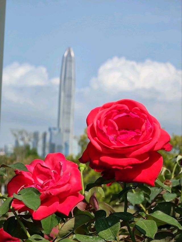 A park in the heart of Futian Shenzhen