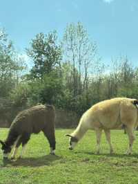 亞特蘭大附近野生動物園