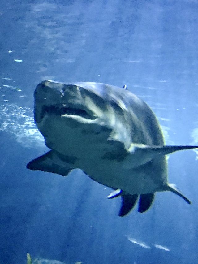 Sea Life Bangkok Ocean World, Thailand 🇹🇭