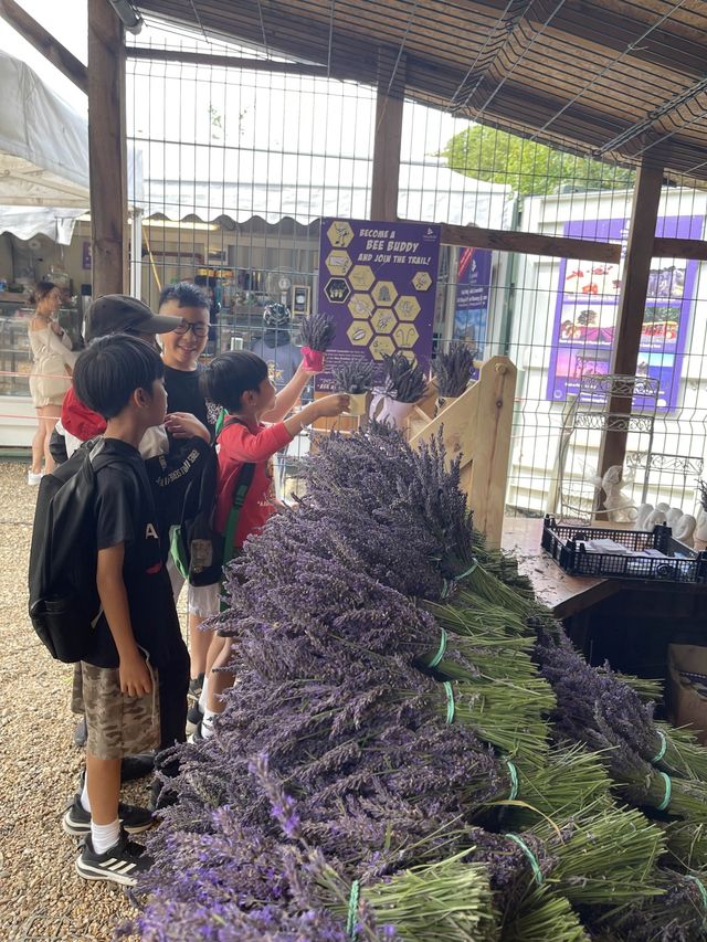 英國夏天 ｜ 薰衣草的季節