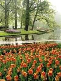 Useful tips for visiting Keukenhof Garden🌷