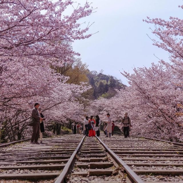 코토 시