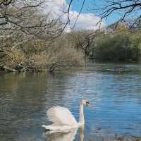 Embarking Epping Forest without escaping London