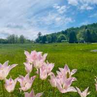 🌸國營瀧野鈴蘭丘陵公園🌸一整片鬱金香花海