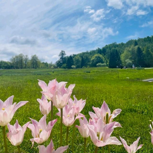 🌸國營瀧野鈴蘭丘陵公園🌸一整片鬱金香花海