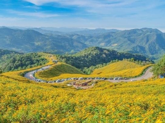 Thung Bua sunflower 🌻 field Thailand 