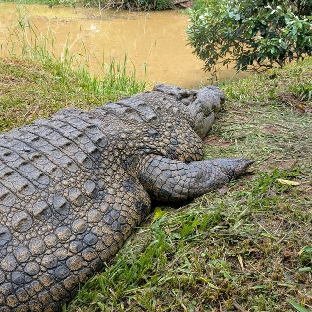 You have to go to Crocworld if you're on the KZN South Coast