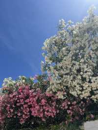 Spring Awakens in Tirana: A City in Bloom🌸🇦🇱
