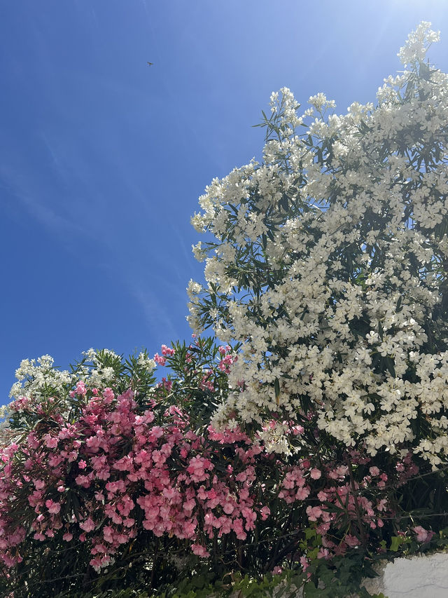 Spring Awakens in Tirana: A City in Bloom🌸🇦🇱
