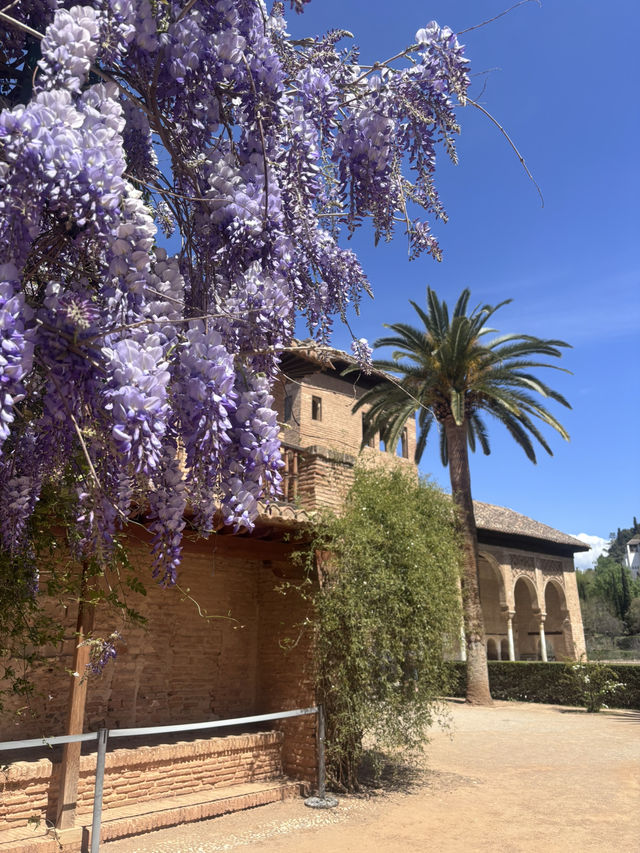 🌸🌸🌸 Granada is blooming beautiful 🌸🌸🌸