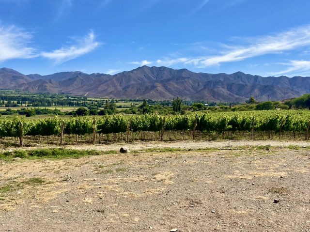 The Wine & Vistas Trail 🍷🌵