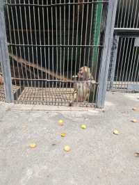 Yerevan Zoo