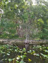 Huge national park near Miami: the Everglades 