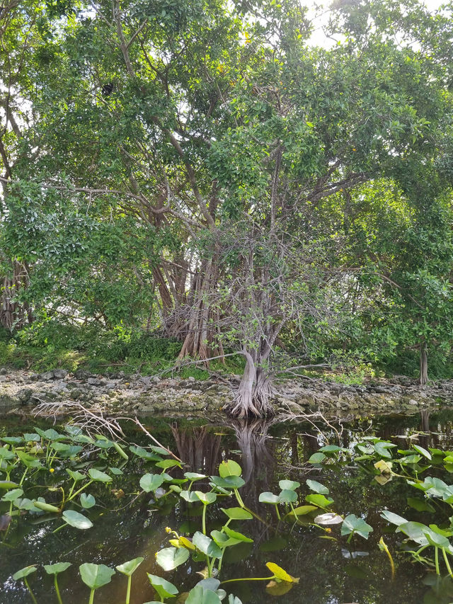 Huge national park near Miami: the Everglades 