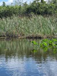 Huge national park near Miami: the Everglades 