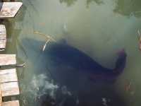 Giant Catfish Farm: A Peaceful Hidden Spot in Krabi
