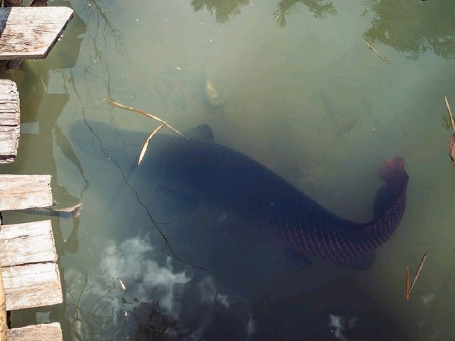 Giant Catfish Farm: A Peaceful Hidden Spot in Krabi