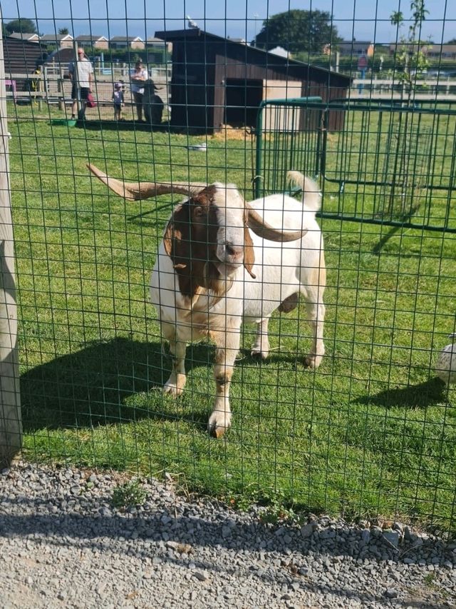 manorafon farm visit 