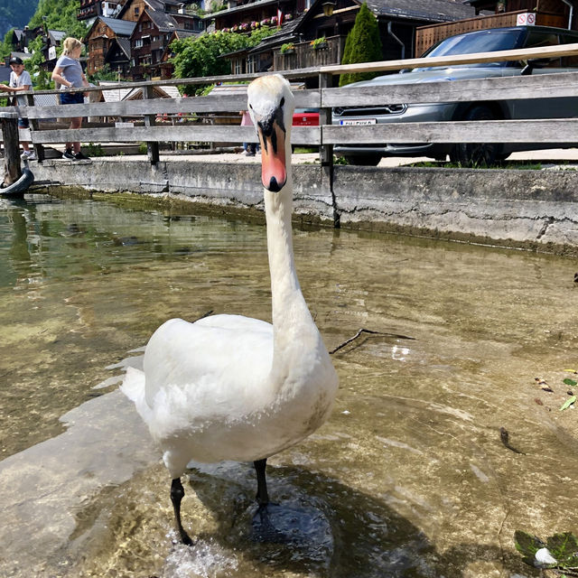 Hallstatt🇦🇹Postcard Perfect: A Dream Day🏔️🏞️ – Austria’s Lakeside Gem