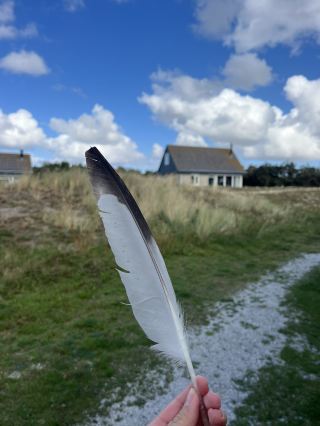 Texel Island Netherlands! 🇳🇱🐑🚢🪶🏝️