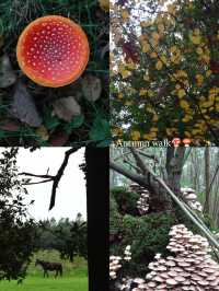 Autumn Walk in Bakkeveen – 10 km Nature Adventure🍄🍄‍🟫🍂✨