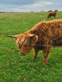 Highland Cows at Jacksons at Jedburgh – Gentle Giants with Serious Charm