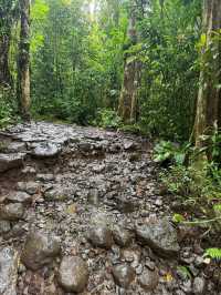 Mānoa Falls: Pure Rainforest Magic Just Minutes from Waikiki! 💙🌿